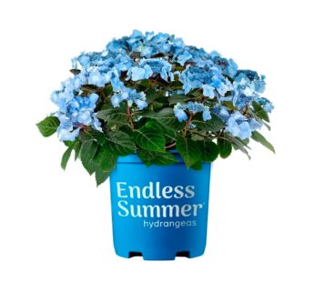 Endless Summer Hydrangea Pop Star Live Shrub (2 Gallon)